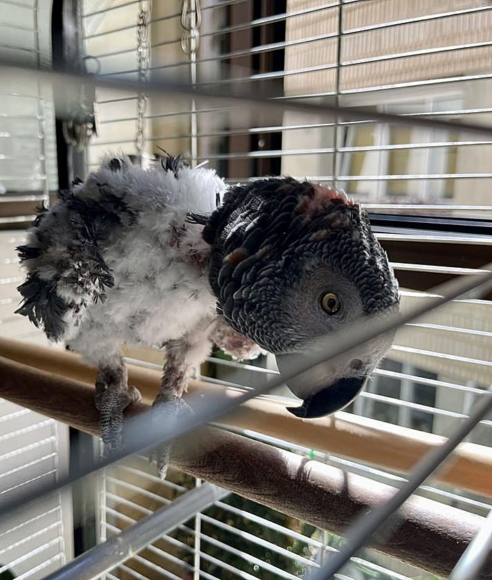 Imagen secundaria 2 - Serafín, charlando con Luis. 