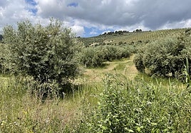 La cubierta vegetal se valora mucho desde el punto de vista medioambiental.