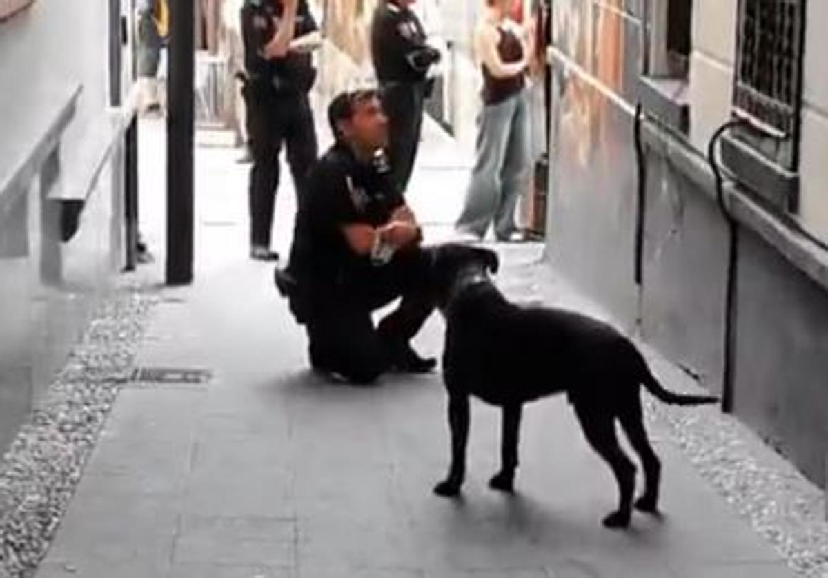 Denuncian al dueño de un perro considerado peligroso que causó nerviosismo en el realejo | ideal