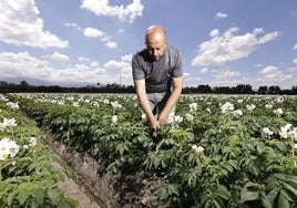 Uno de los agricultores afectados por la prohibición del segundo cultivo en la Vega.