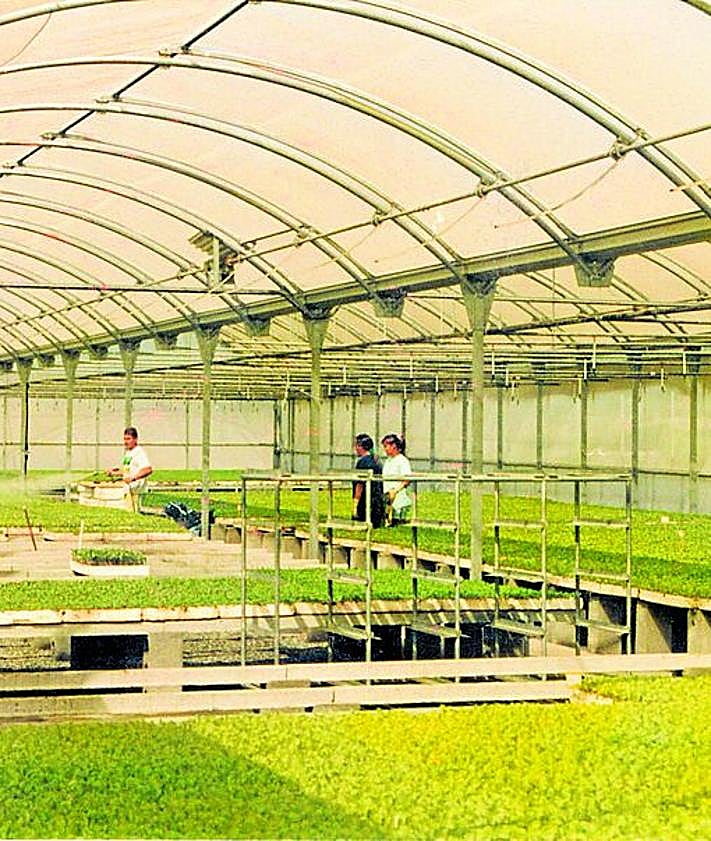 Imagen secundaria 2 - La empresa de Granada que vende más de 150 millones de plantas cada año