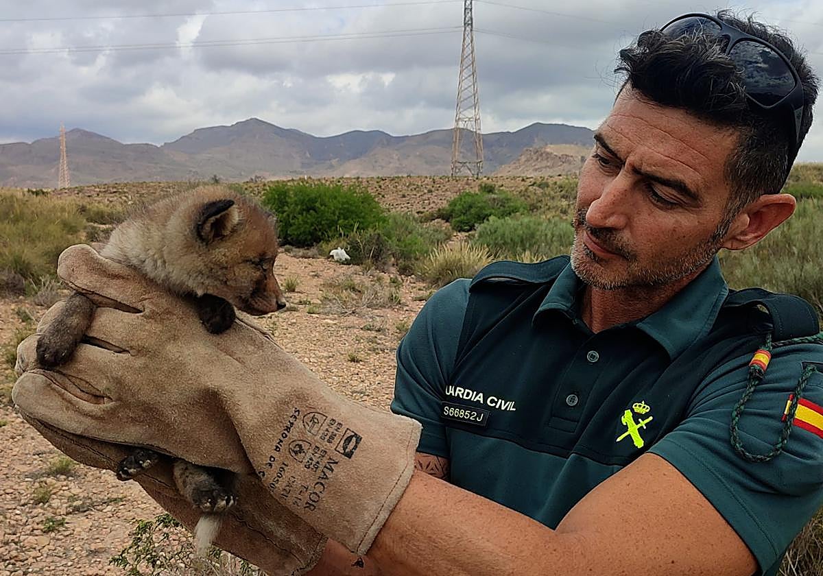La Guardia Civil rescata a un zorro atrapado en las obras del AVE en Níjar