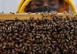 Un apicultor de 70 años azuza centenares de abejas contra dos agentes de tráfico que lo pillaron borracho y sin cinturón al volante