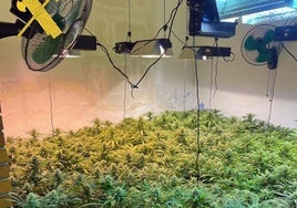 Una de las plantaciones intervenidas por la Guardia Civil durante los registros.