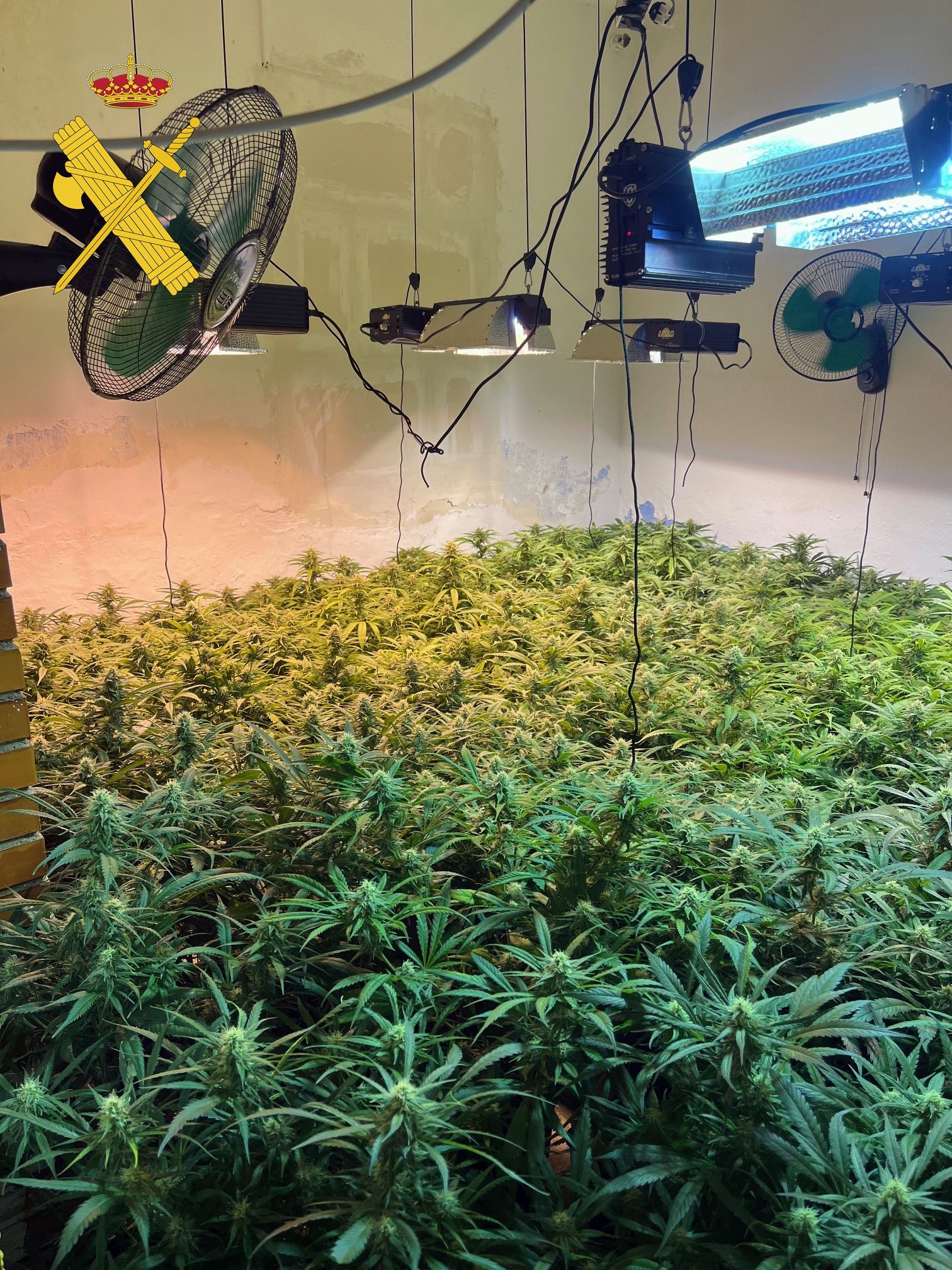 Un detenido y 900 plantas de marihuana intervenidas en Gádor...