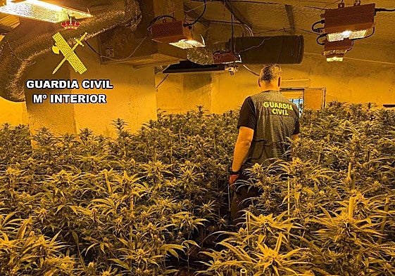 Plantas localizadas por los agentes.