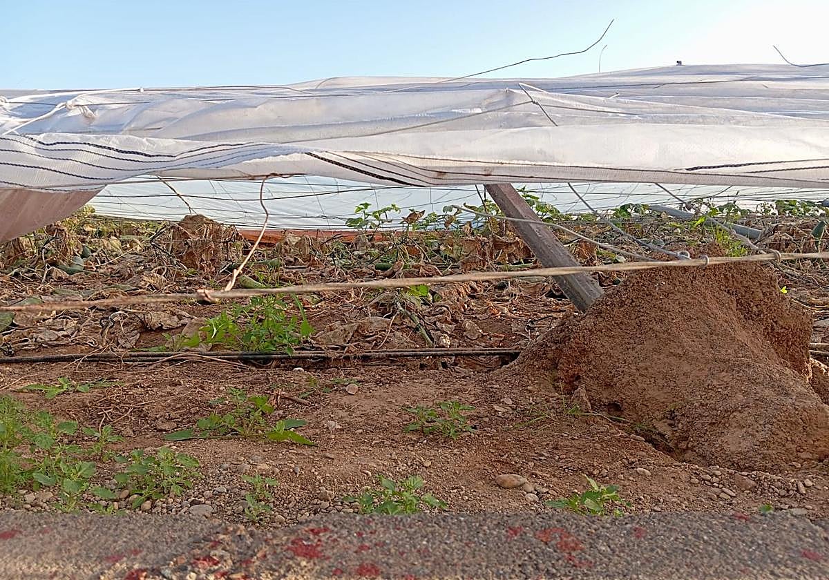 Un invernadero destrozado tras el paso de la última DANA.