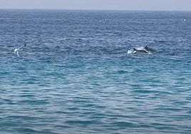 Delfines frente a la playa de Velilla en Almuñécar, esta mañana.