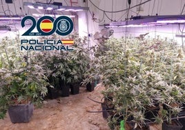Plantación de marihuana encontrada en un sótano en Cenes