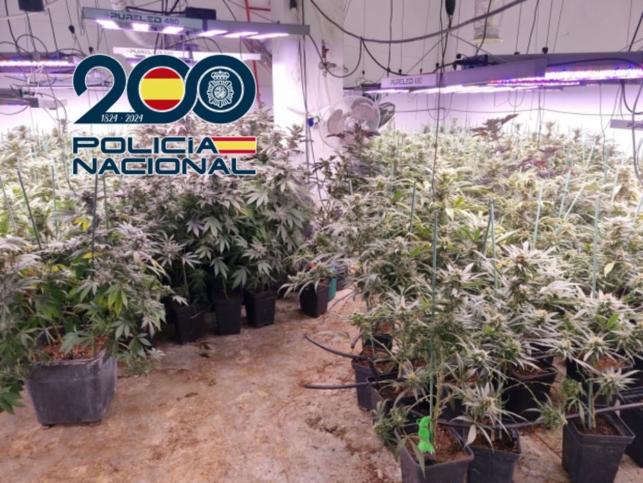 Plantación de marihuana encontrada en un sótano en Cenes