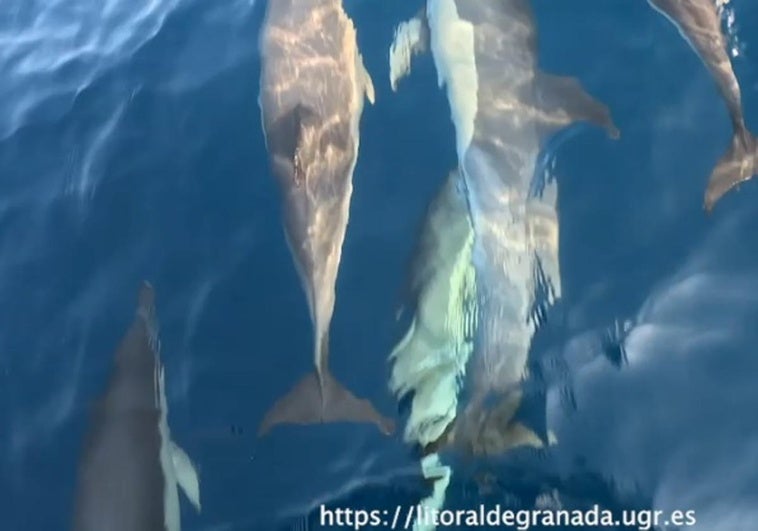Delfines acompañan a la embarcación del biólogo Luis Sánchez, en la tarde del miércoles.
