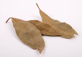 El truco de la hoja de laurel para evitar la proliferación de cucarachas