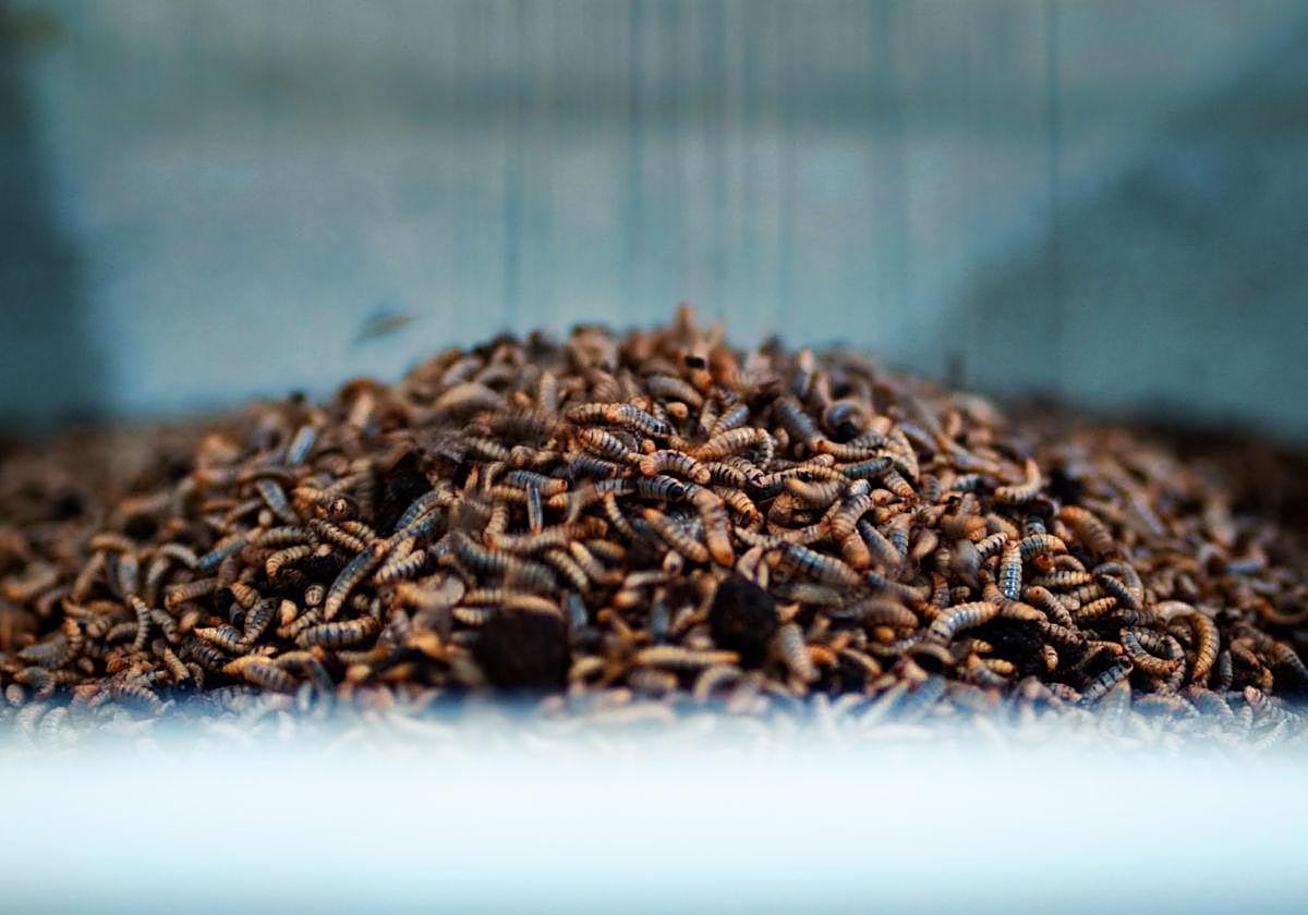 Un año después de Alhambra Venture: cómo InsectBiotech ha transformado su premio en tracción real