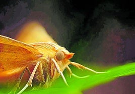 Polillas 'gigantes' este verano en Almería: estas son las causas