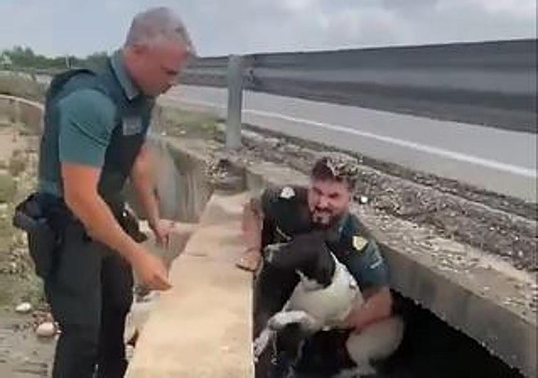 Rescate del perro en una acequia de Valencia.
