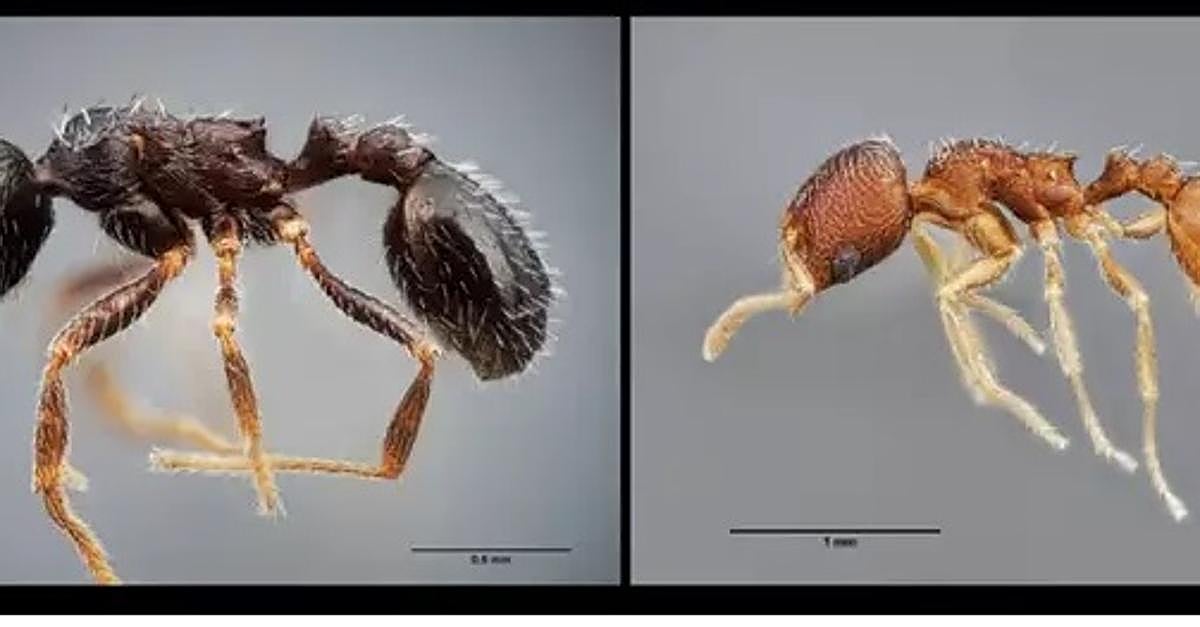 Las dos especies de hormigas identificadas.