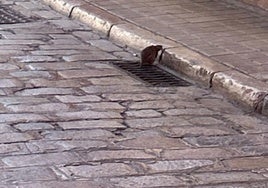 Imagen de una rata en la calle Jesús y María