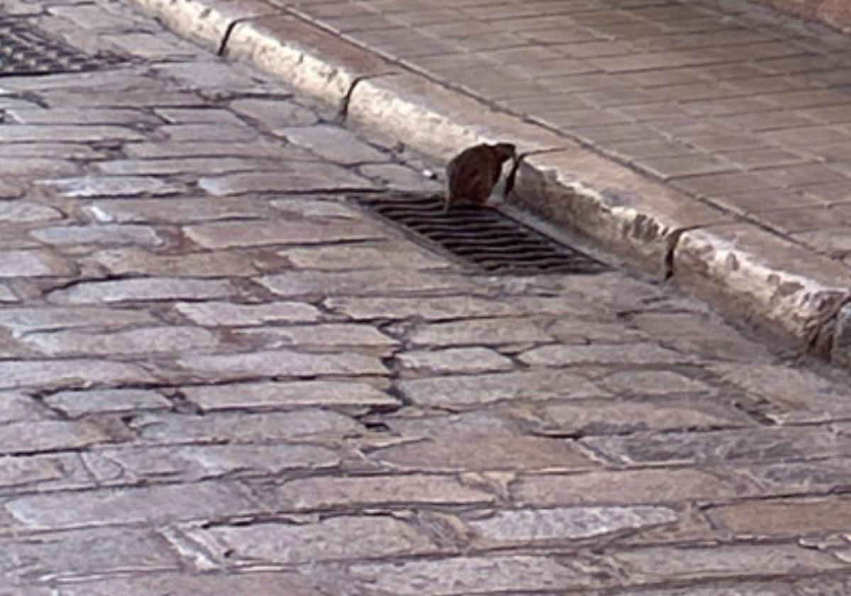Imagen de una rata en la calle Jesús y María.