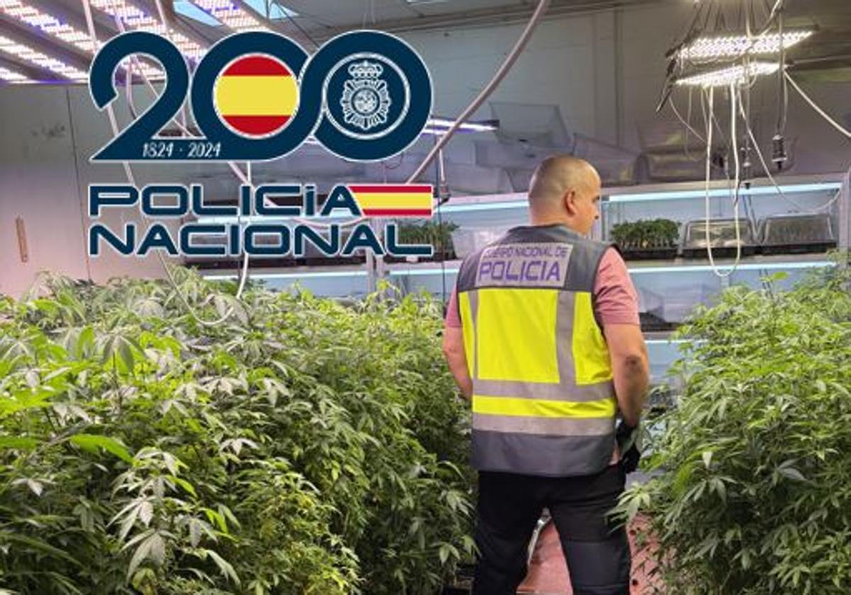 La Policía ha descubierto un gran vivero de marihuana...