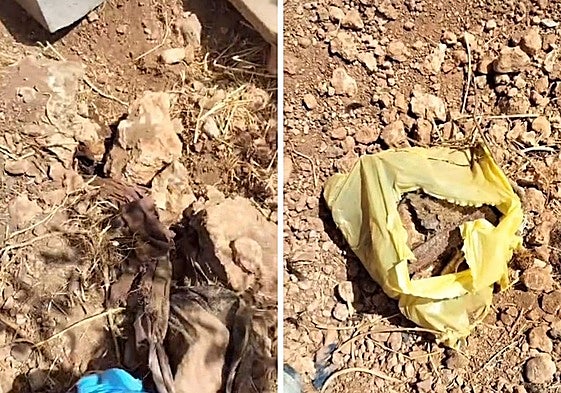 Restos de huesos animales en la finca de la denunciada