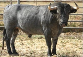 Bolsiquero, de la ganadería de Victorino Martín, mejor toro del Corpus