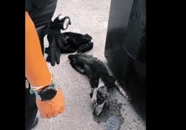 La perrita abandonada junto a unos contenedores.