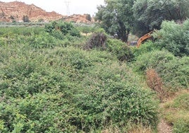 Desbroce en el río Alhama a la altura de Marchal.