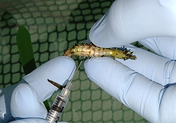 El Aquarium rescata un caballo de mar hembra de una playa de El Ejido