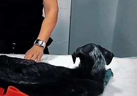 Visita de la Policía Local al animal abandonado en el veterinario Nature Vets