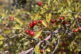 Investigadores de la UGR descubren el alto poder antioxidante de frutas tradicionales de la Vega de Granada