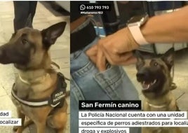 En TVE en directo: un perro policía encuentra droga en el bolsillo de una chica en Sanfermines