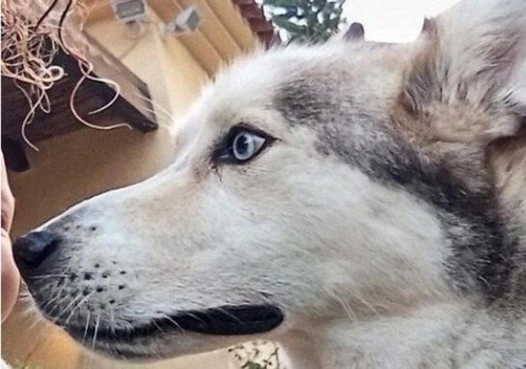 La Guardia Civil lo ha cazado por matar a tiros a un husky siberiano