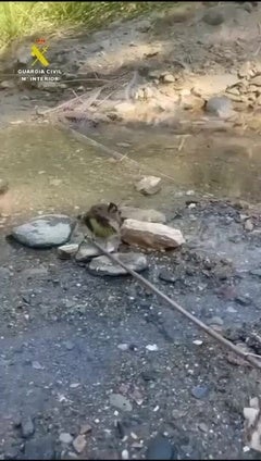La Guardia Civil sorprende a un cazador furtivo cazando jilgueros en Granada