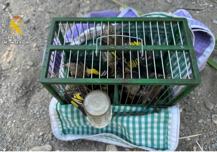 La Guardia Civil soprende a un cazador furtivo atrapando jilgueros de forma ilegal en Granada