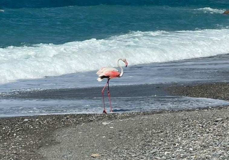Un flamenco sorprende a los bañistas de una playa de Almuñécar