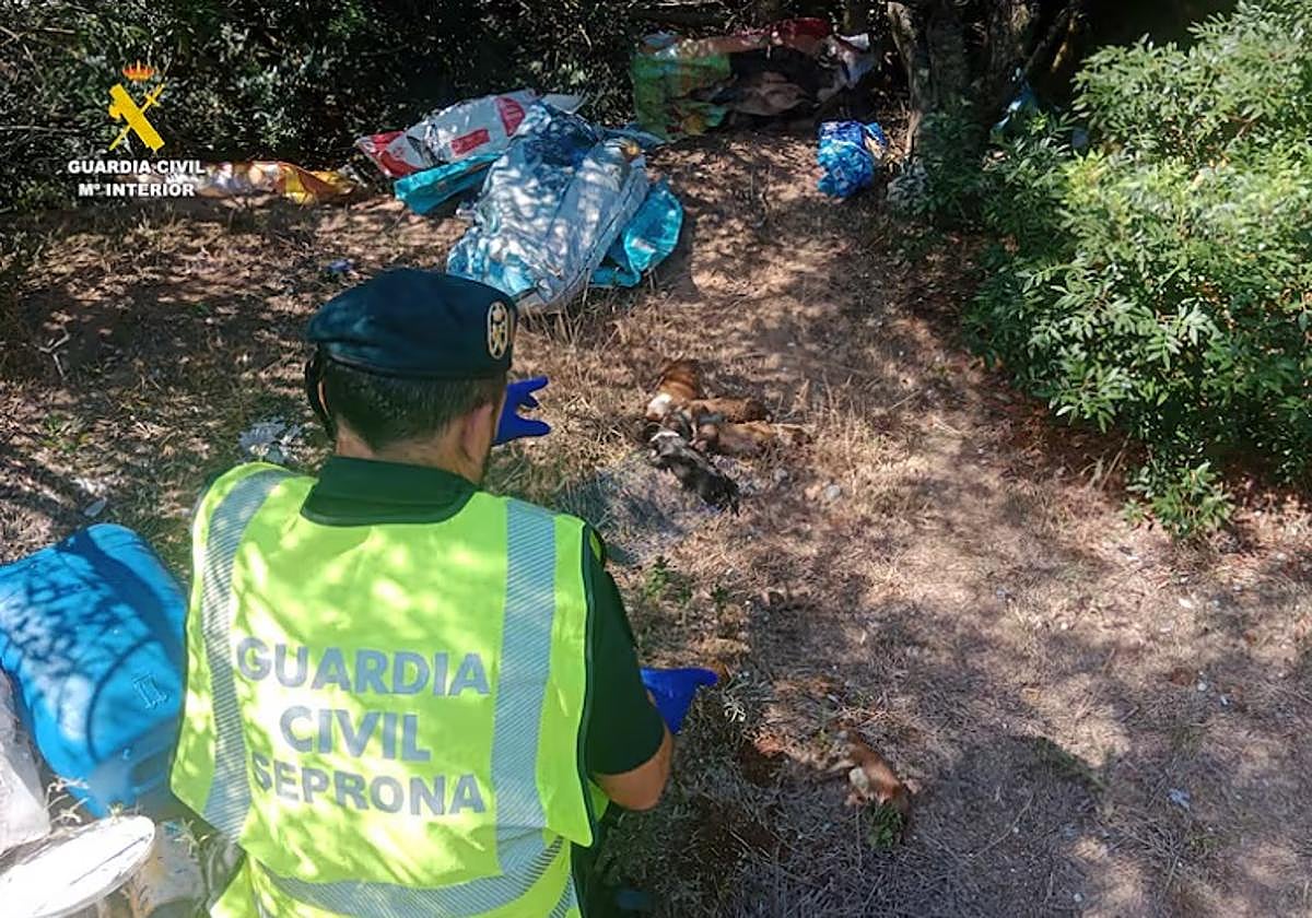 La Guardia Civil detiene al hombre que abandonó a 10 cachorros de podenco en una bolsa a 38 grados.