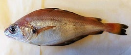 Extraer el tubo digestivo al pescado inmediatamente después de su captura puede reducir el riesgo de anisakiasis