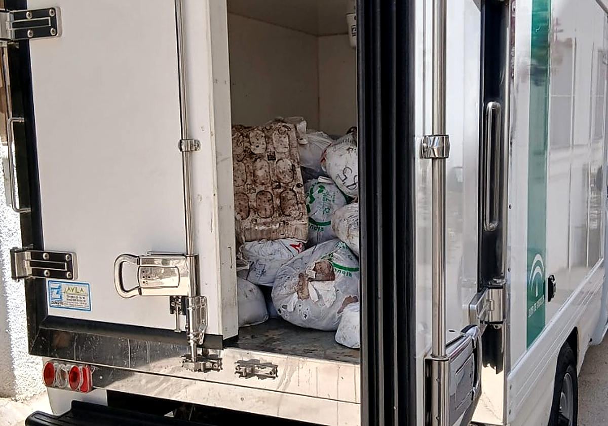 Incautan más de 1.000 kilos de pulpo 'ilegal' en un restaurante de Níjar