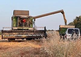 Una cosechadora trabaja en un campo de cereal.