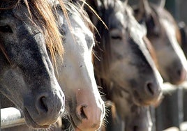 Ejemplares de caballos en un establo.