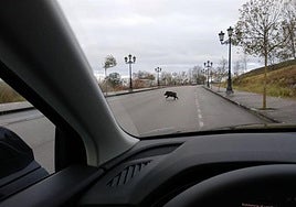 Un jabalí aparece en mitad de la carretera y ante un vehículo.