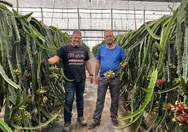 Esteban y Basilio en la finca de pitaya.
