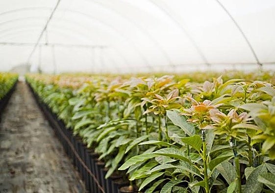 Las 1.500 hectáreas de Almuñécar y La Herradura más castigadas por la salinización no darán frutos