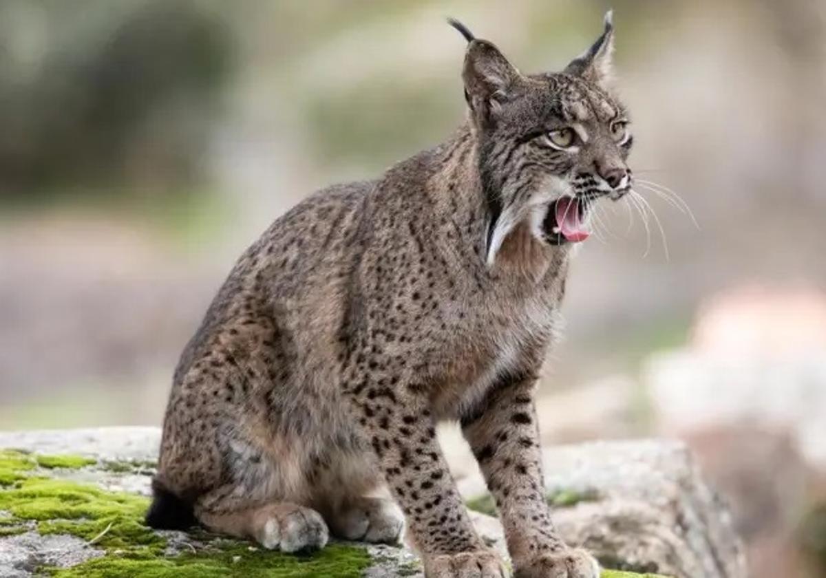 Condenado el guarda de un coto a dos años de cárcel por colocar lazos en los que murió un lince