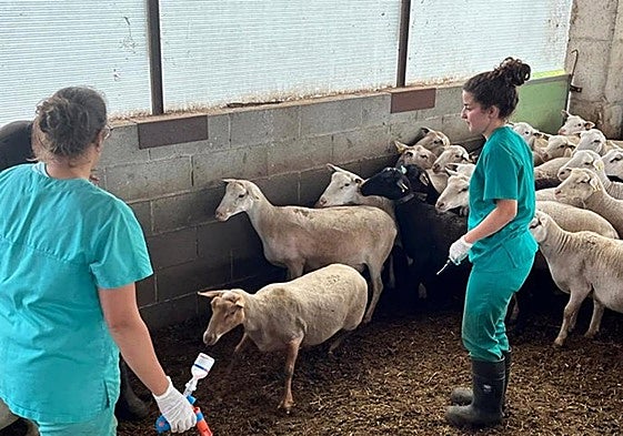 Vacunación de la ganadera ovina.