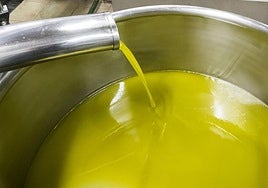 Produciión de aceite de oliva virgen extra