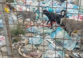 Desmantelado un criadero ilegal de perros en Macael