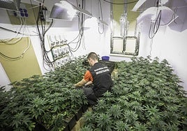Un guardia civil en una plantación de marihuana en Santa Fe, con su iluminación artificial.