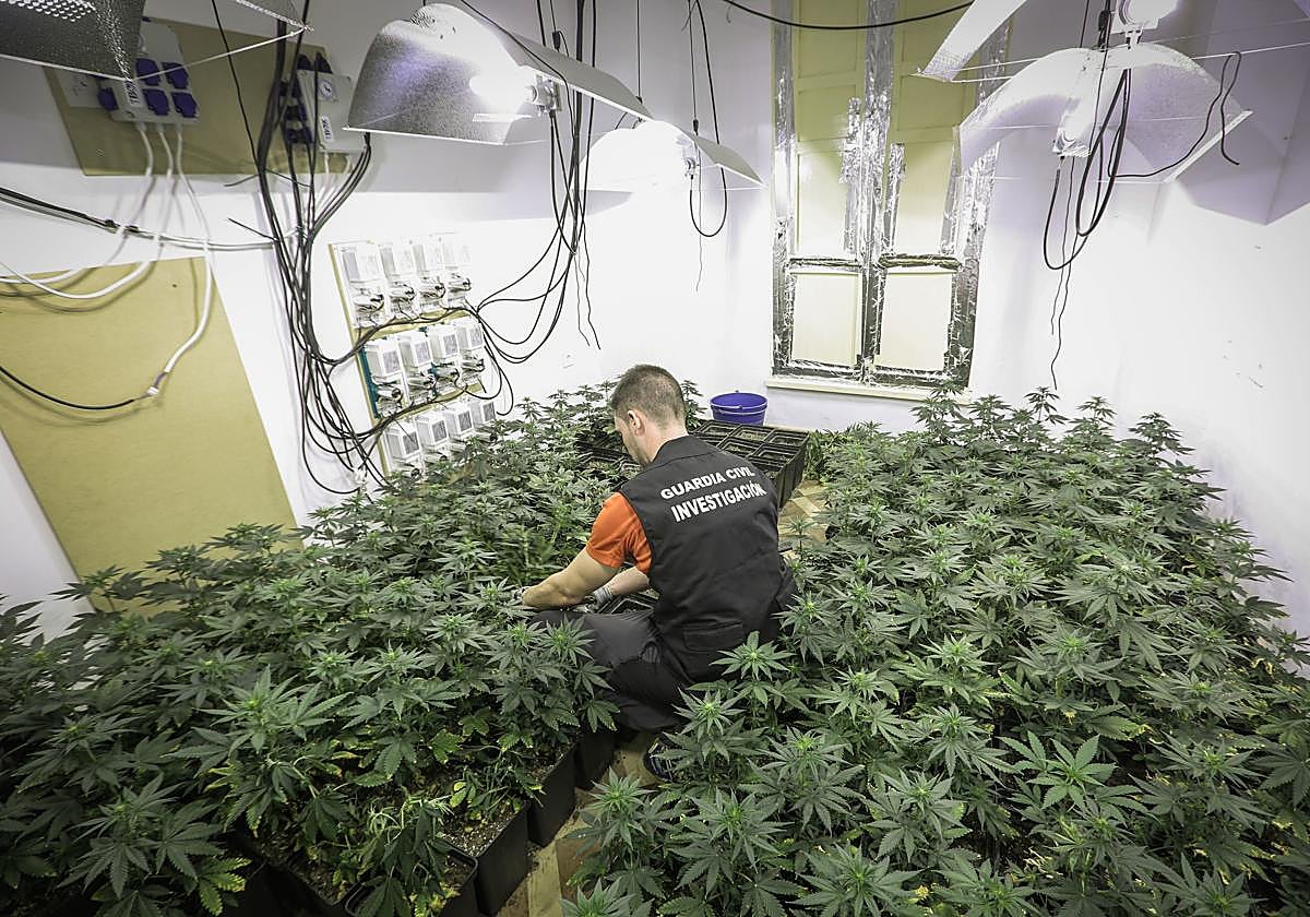 Un guardia civil en una plantación de marihuana en Santa Fe, con su iluminación artificial.