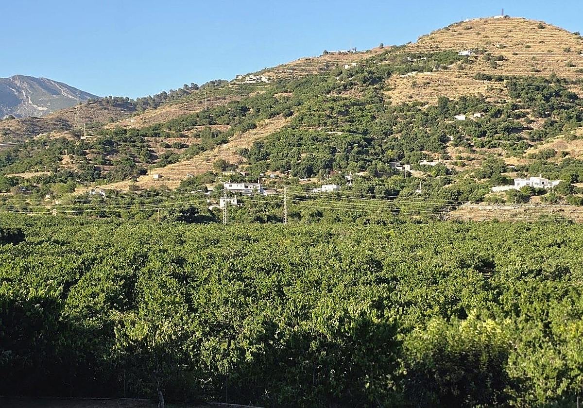 Hectáreas de cultivos en los campos de Almuñécar.
